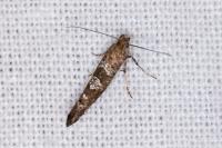 Acrolepiopsis