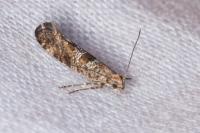 Acrolepiopsis