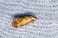 Gynnidomorpha rubricana