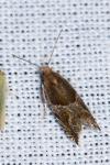 Ancylis comptana
