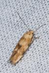 Mompha epilobiella