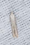 Coleophora