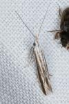 Coleophora