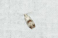 Neocochylis hybridella