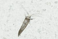 Paraswammerdamia albicapitella