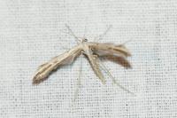 Emmelina