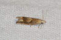 Eucosma conterminana