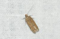 Bryotropha