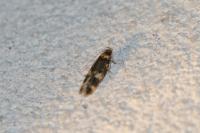 Oegoconia