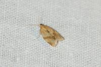 Clepsis consimilana
