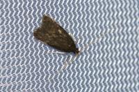 Homaloxestis briantiella