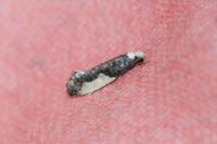 Monopis monachella