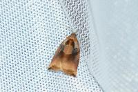 Archips podana