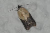 Acleris variegana