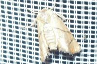 Apoda limacodes