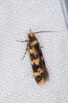 Oegoconia