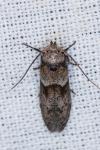 Blastobasis glandulella