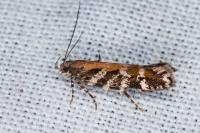 Aristotelia