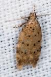 Pseudotelphusa paripunctella