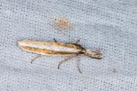 Pleurota aristella