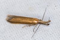 Pleurota
