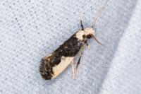 Monopis monachella