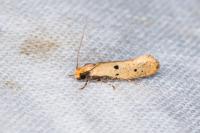 Tinea trinotella