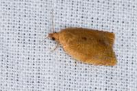 Clepsis consimilana