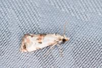 Neocochylis hybridella