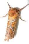 Triodia sylvina