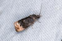 Metendothenia atropunctana