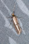 Parahyponomeuta egregiella
