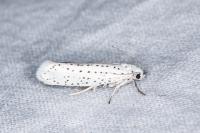 Yponomeuta evonymella