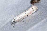 Yponomeuta