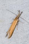 Pleurota