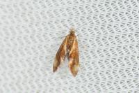Metalampra italica