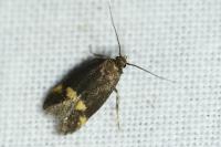 Borkhausenia minutella