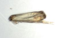 Metalampra italica