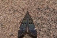 Dichomeris alacella