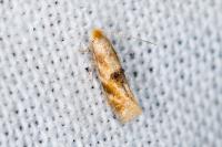 Bucculatrix ulmella