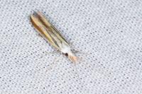 Coleophora