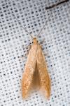 Coleophora lutipennella