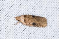 Agonopterix propinquella