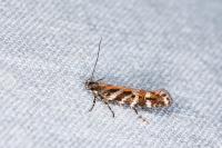 Aristotelia