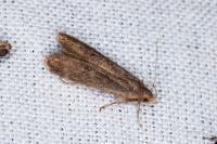Anacampsis timidella
