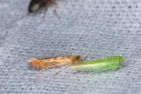 Phyllonorycter messaniella