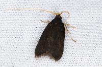 Lecithocera