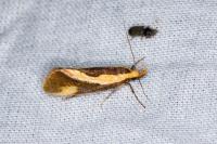 Harpella forficella
