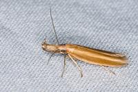 Pleurota aristella