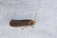 Cephimallota crassiflavella